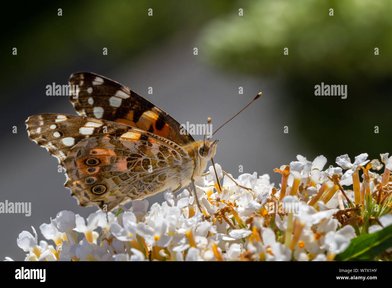 Regno Unito Fauna selvatica: la splendida immagine di un dipinto di lady butterfly (Vanessa cardui) bere il nettare da un bianco fiore buddleia (butterfly bush) Foto Stock