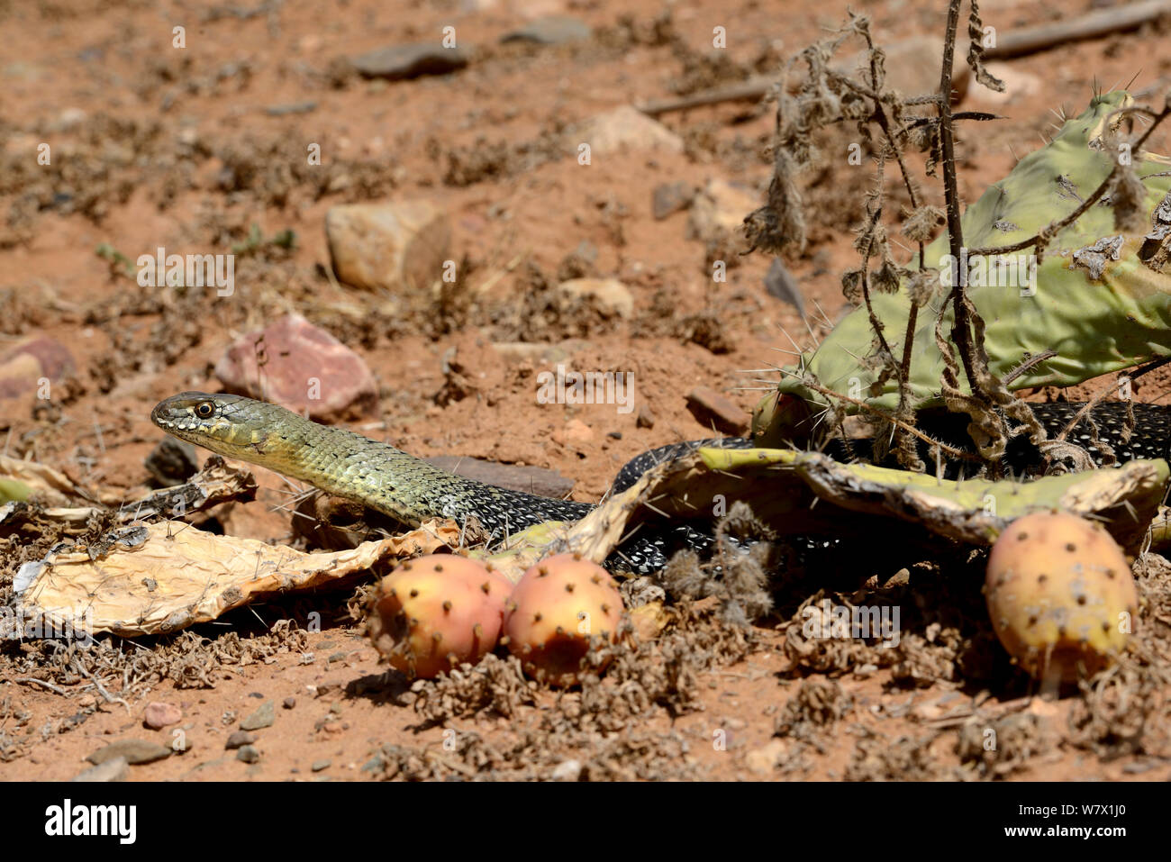 Montpellier snake (Malpolon monspessulanus) Souss, Marocco. Foto Stock
