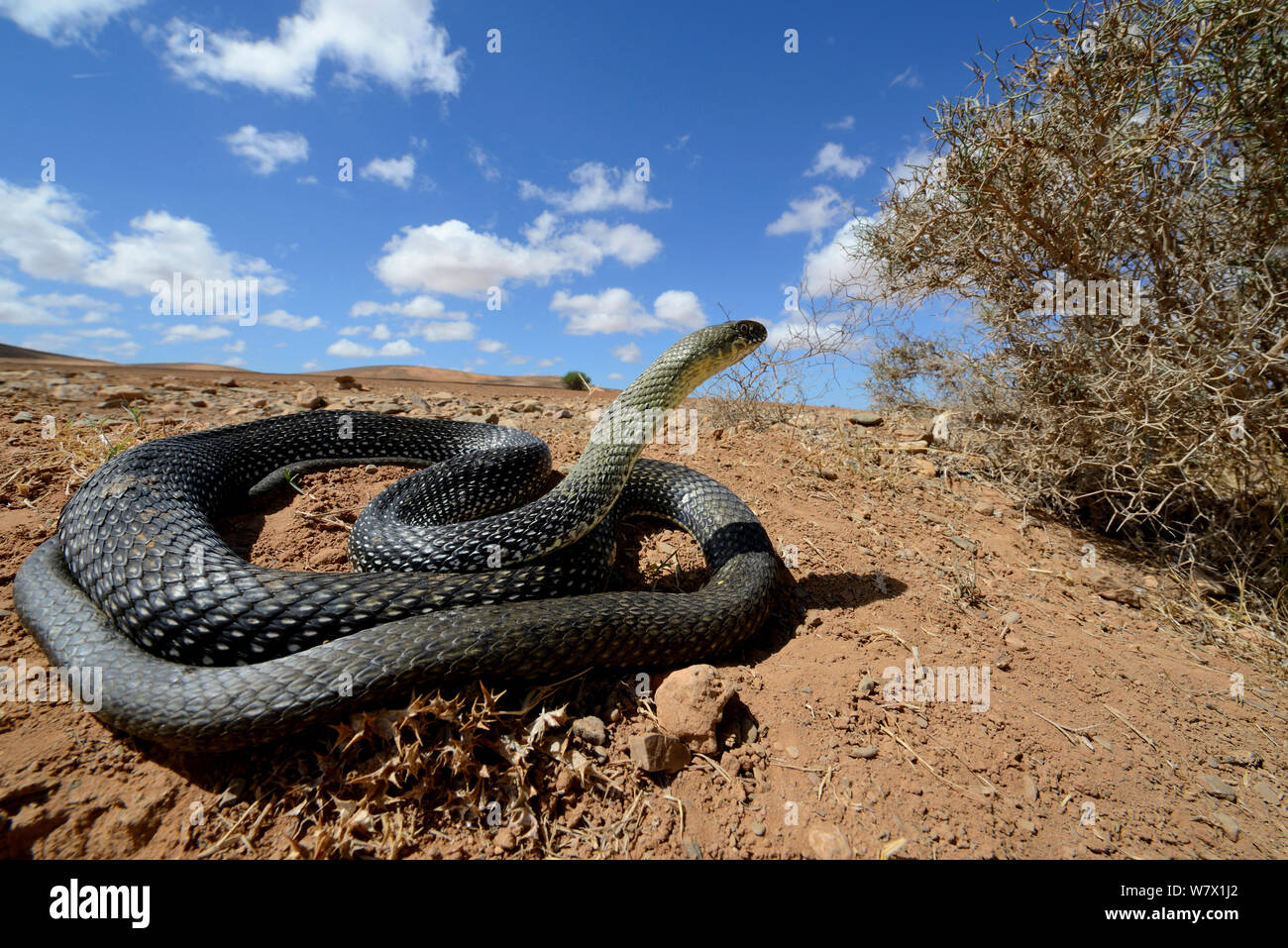 Montpellier snake (Malpolon monspessulanus) avvolto a spirale in habitat, Souss, Marocco. Foto Stock
