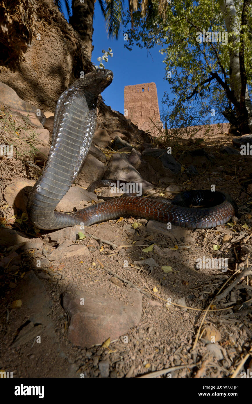 Cobra egiziano (Naja haje) con la testa sollevata e il cofano espanso, vicino Ouarzazare, Marocco. Foto Stock