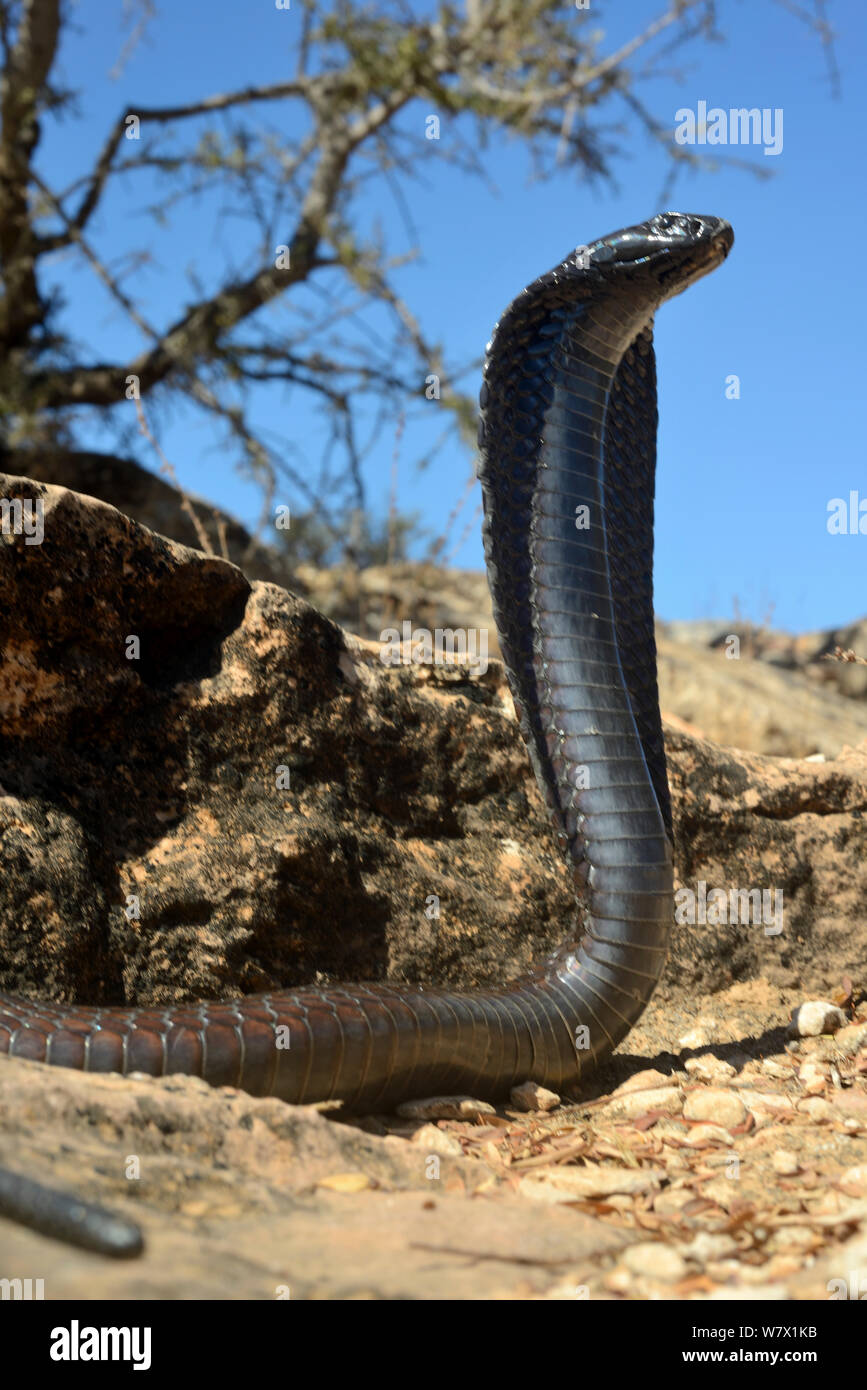 Cobra egiziano (Naja haje) con testa in alto e il cofano espanso, nei pressi di Taroudant, Marocco. Foto Stock
