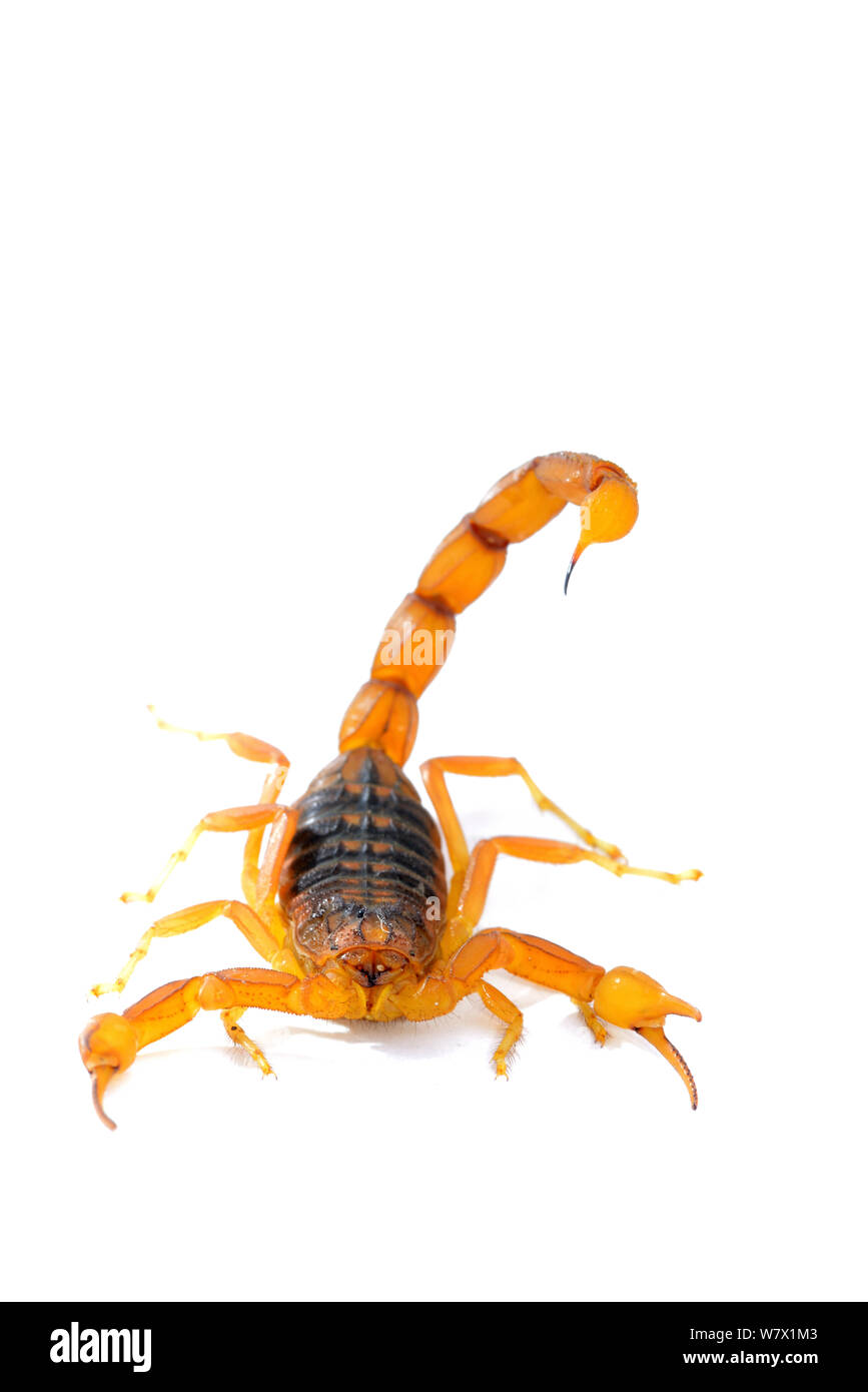 Scorpion (Buthus mardochei) su sfondo bianco, Marocco, endemica. Foto Stock