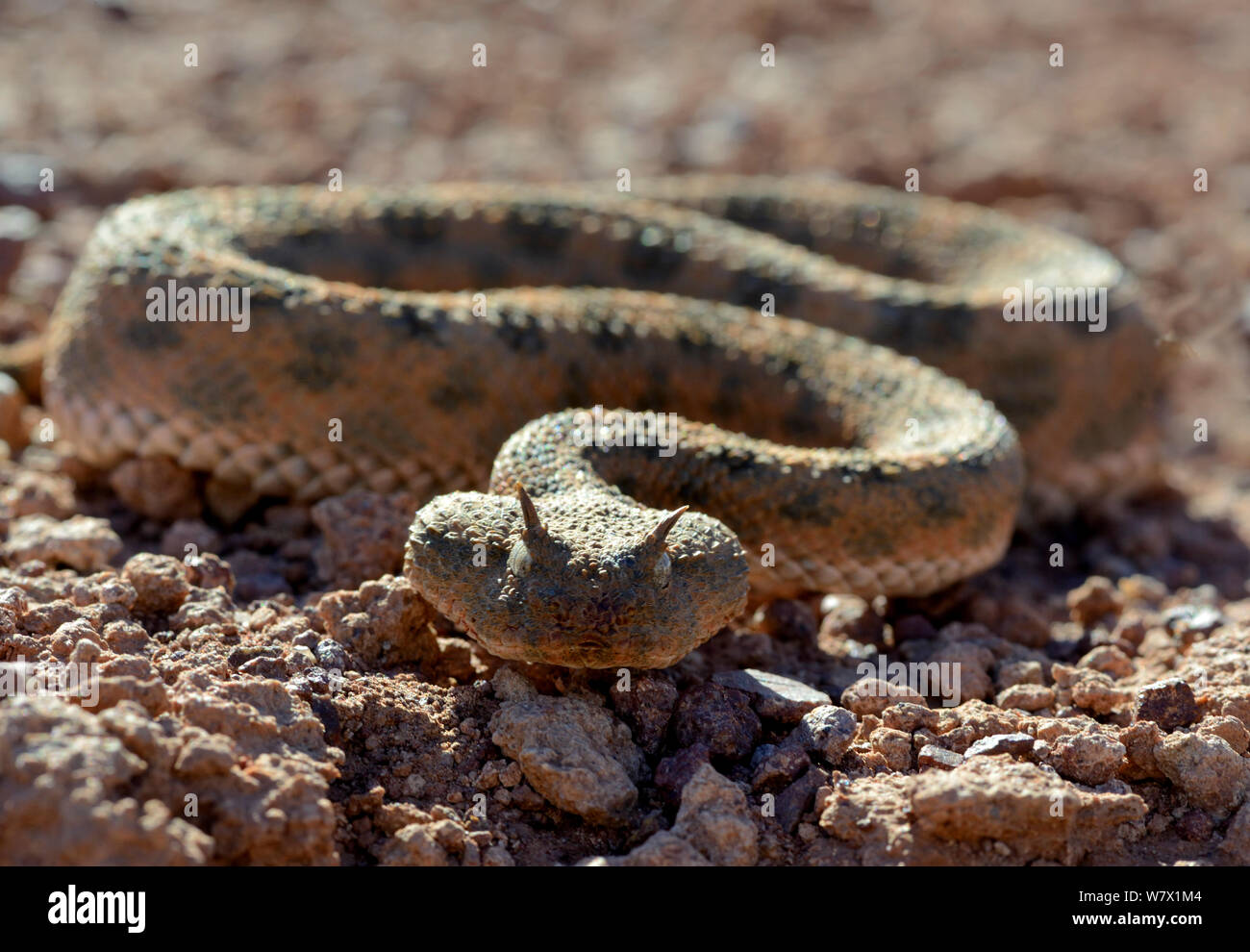 Vipera cornuta (Cerastes cerastes) ritratto, vicino a Ouarzazate, Marocco. Foto Stock