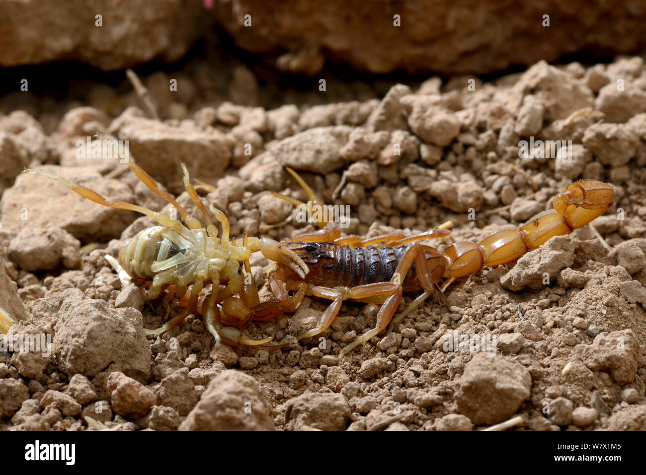Scorpion (Buthus mardochei) femmina maschio cannibalizing, Marocco, endemica. Foto Stock