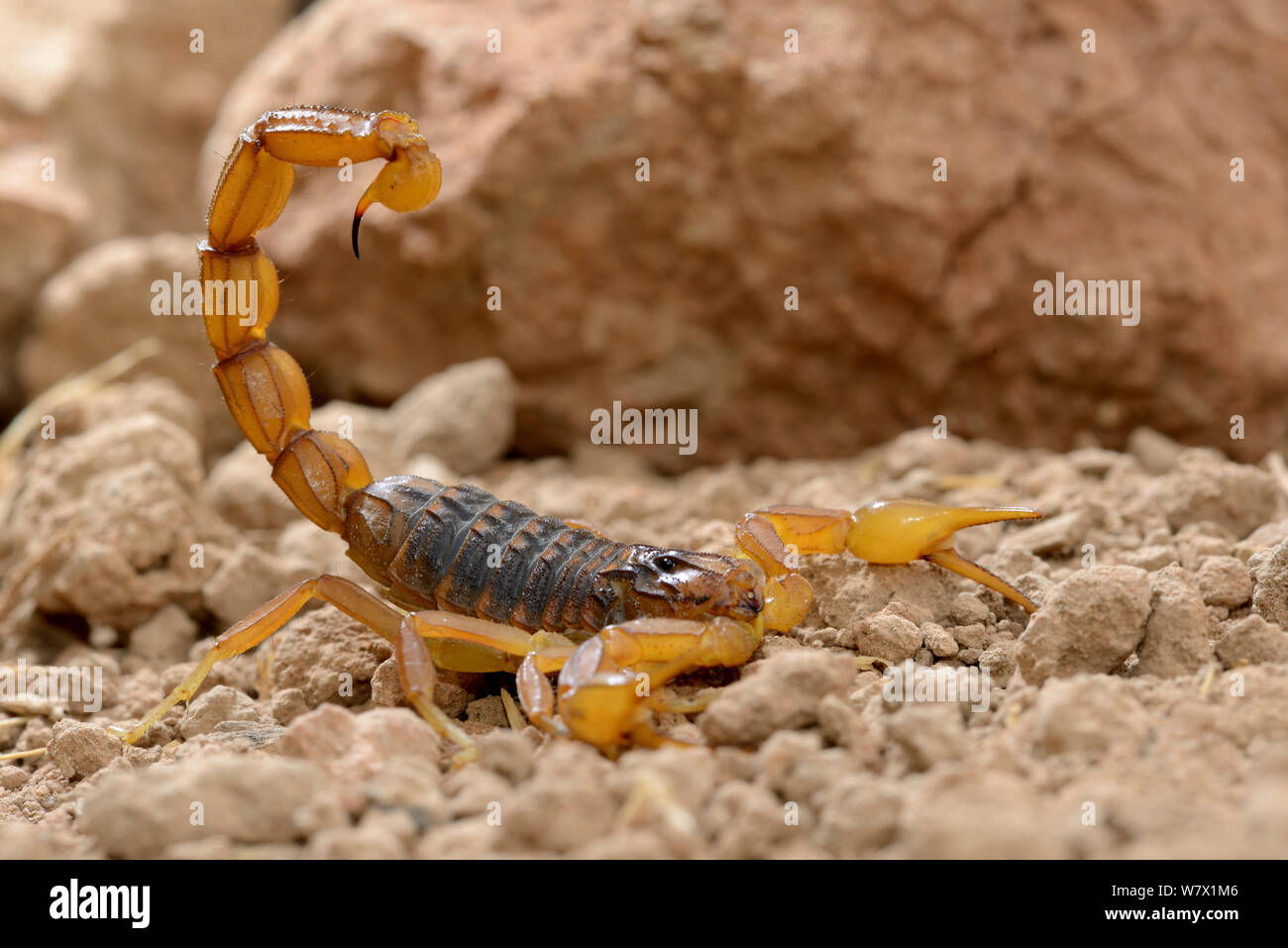 Scorpion (Buthus mardochei) Marocco, endemica. Foto Stock