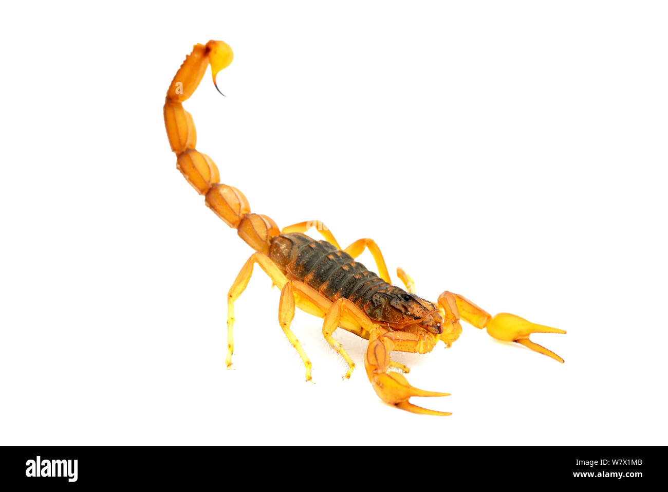 Scorpion (Buthus mardochei) su sfondo bianco, Marocco, endemica. Foto Stock