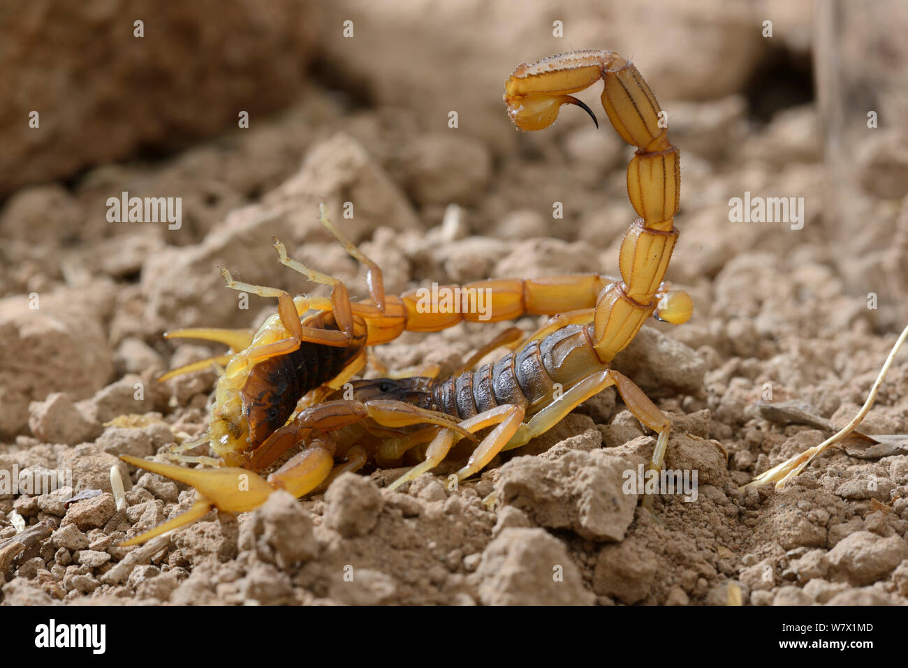 Scorpion (Buthus mardochei) femmina maschio cannibalizing, Marocco, endemica. Foto Stock