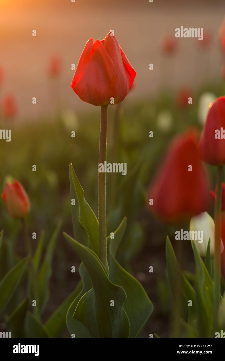 Red tulip al mattino il fulmine, chiuso bud, bokeh, giorno di estate, San Pietroburgo, Russia Foto Stock