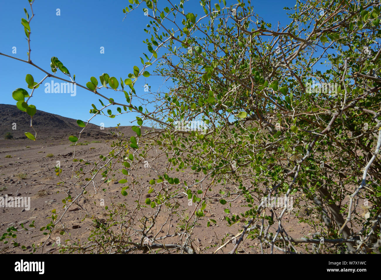 Lotus tree (Ziziphus lotus) vicino a Ouarzazate, Marocco. Foto Stock