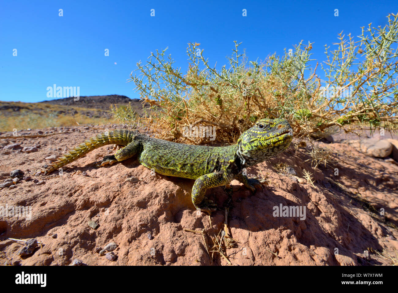 Spinosa-tailed lizard (Uromastyx nigriventris) in habitat, vicino a Ouarzazate, Marocco. Foto Stock