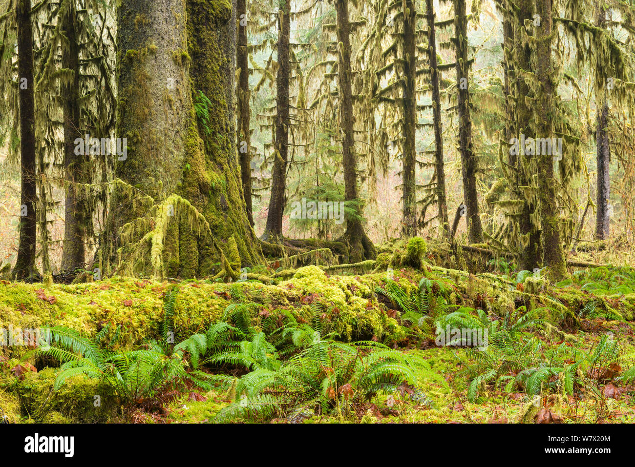 Moss alberi coperti in antiche foreste pluviali temperate, in Olypmic parco nazionale, nello Stato di Washington, USA, Gennaio 2014. Foto Stock