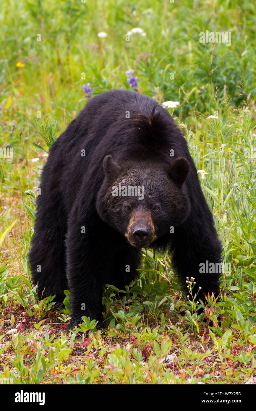 American black bear (Ursus americanus) British Columbia, Canada. Foto Stock