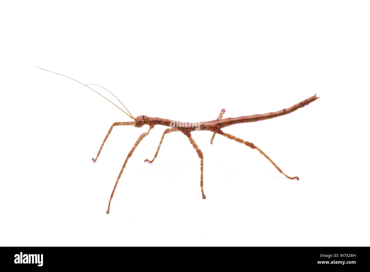 Giant Bastone (Megaphasma dentricus) marrone morph ninfa, Austin, Travis County, Texas, Stati Uniti d'America. Foto Stock