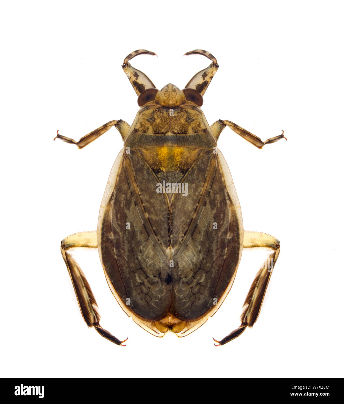 Acqua gigante Bug (Abedus sp.) Devils River a Dolan Falls, Val Verde County, Texas, Stati Uniti d'America. Foto Stock