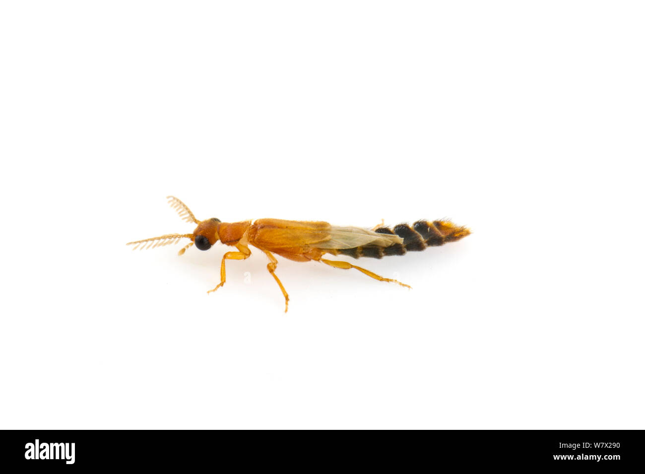 Coleottero delle lucciole (Distremocephalus texanus) Bacino selvatico deserto preservare, Austin, Travis County, Texas, Stati Uniti d'America. Foto Stock