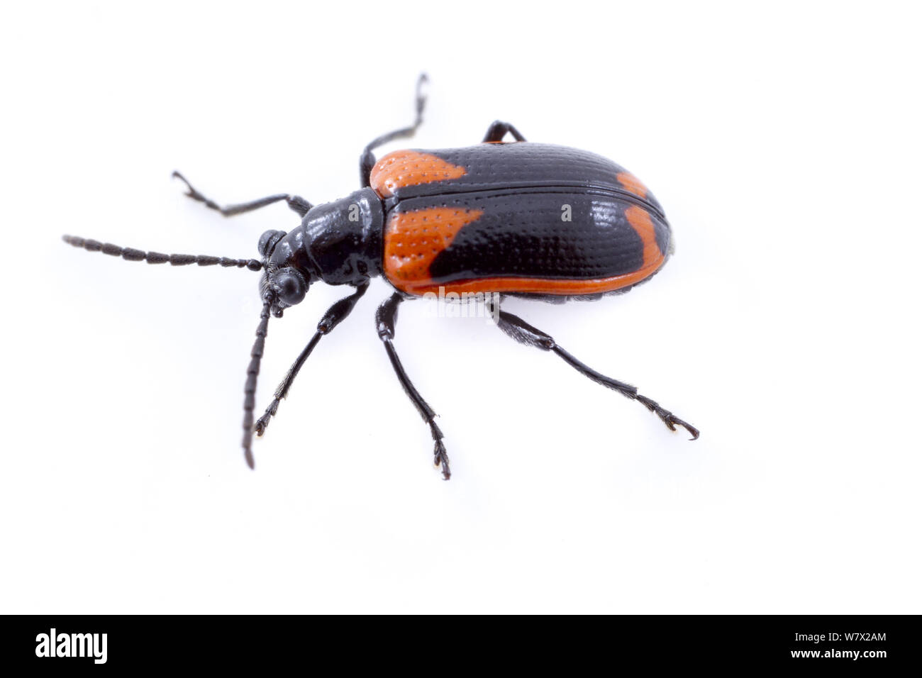 Foglia (Beetle Lema trabeata) su sfondo bianco, Austin, Travis County, Texas, USA, maggio. Foto Stock