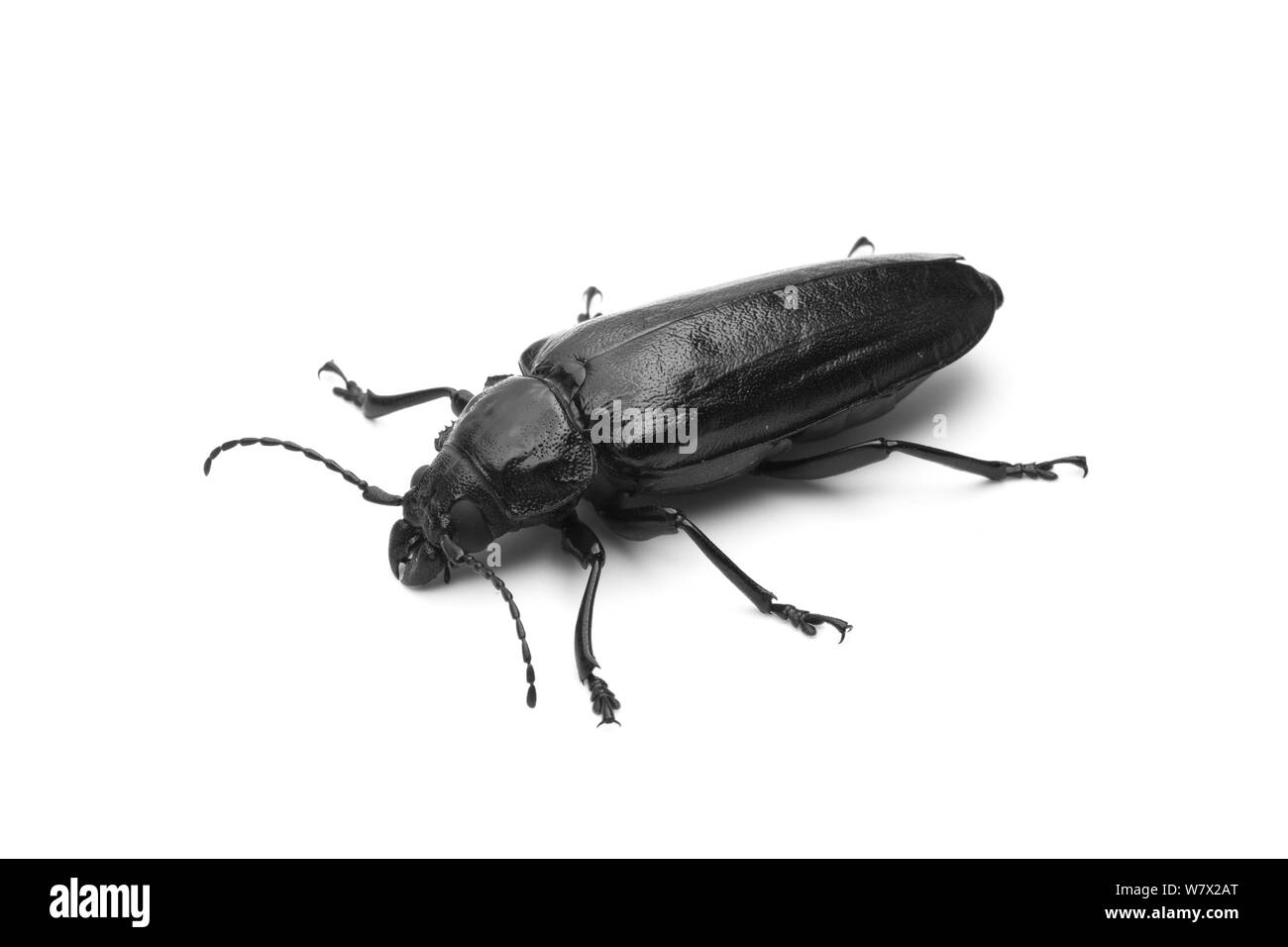 Radice Liveoak Borer (Archodontes melanopus) Archbold Stazione Campo, Lake Placid, Highlands County, Florida, Stati Uniti d'America, Agosto. Foto Stock