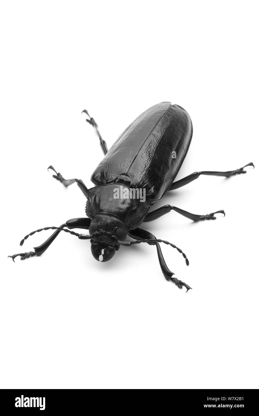 Radice Liveoak Borer (Archodontes melanopus) Archbold Stazione Campo, Lake Placid, Highlands County, Florida, Stati Uniti d'America, Agosto. Foto Stock