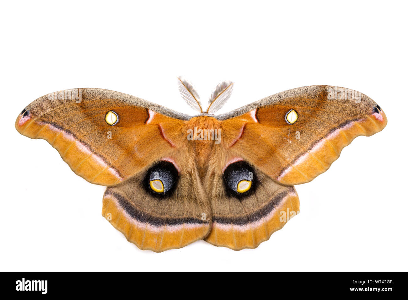 Polifemo falena (Antheraea polyphemus) Austin, Travis County, Texas, Stati Uniti d'America. Foto Stock