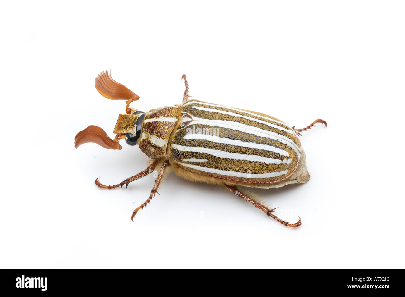 Tenlined Giugno Beetle (Polyphylla decemlineata) Rivernook Campeggio, Kernville, Kern County, California, Stati Uniti d'America. Foto Stock