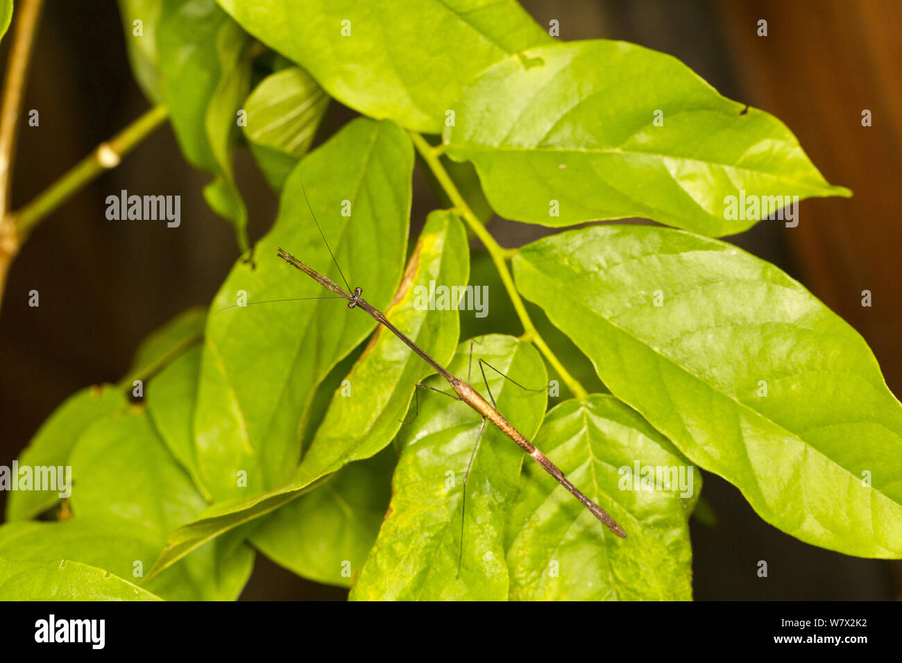 Stick insetto (Phasmatodea) verdi colline Butterfly Ranch, Cayo District, il Belize. Foto Stock
