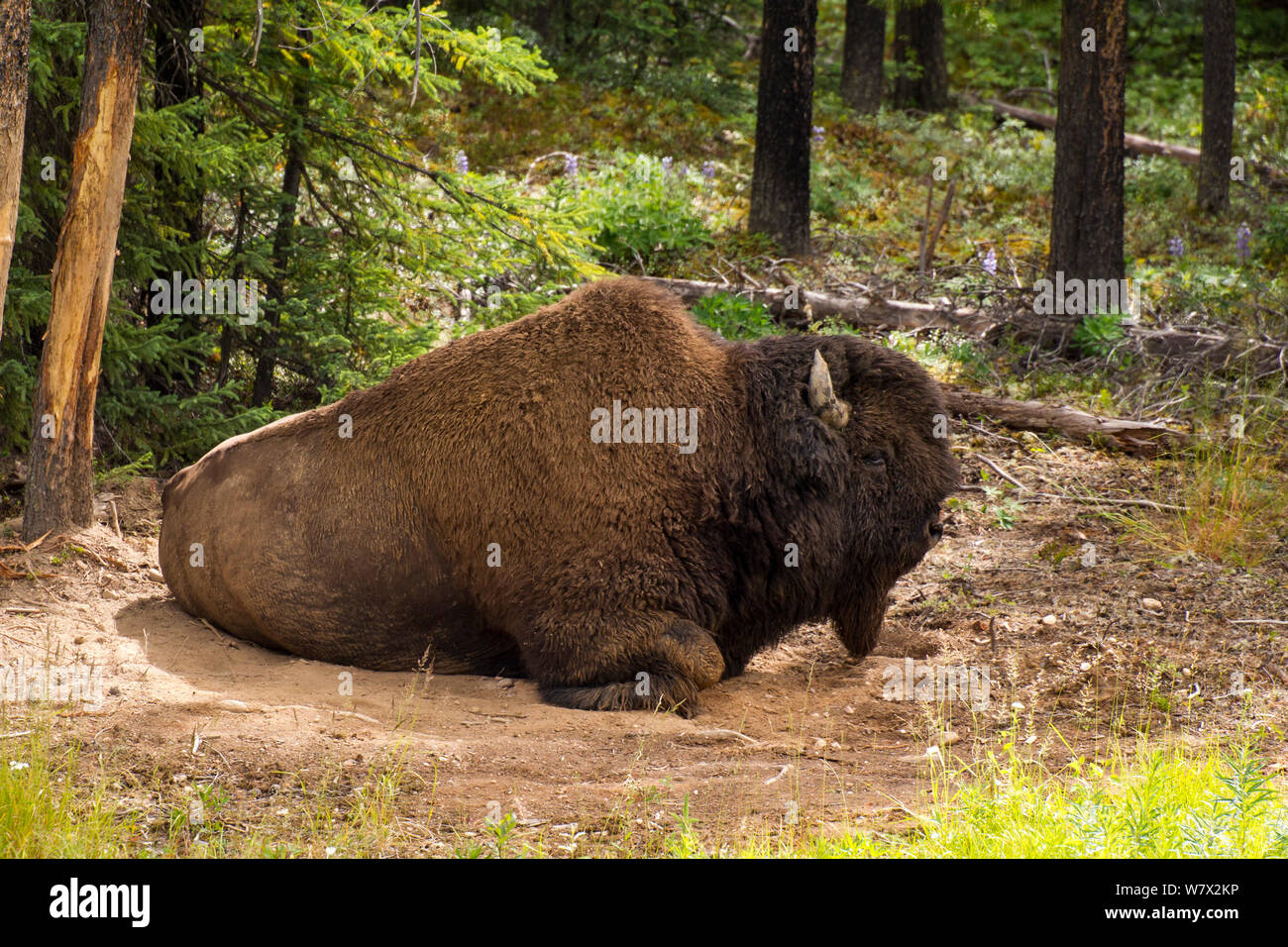 Mountain Buffalo (Bison bison athabascae) a sguazzare, British Columbia, Canada. Luglio. Foto Stock