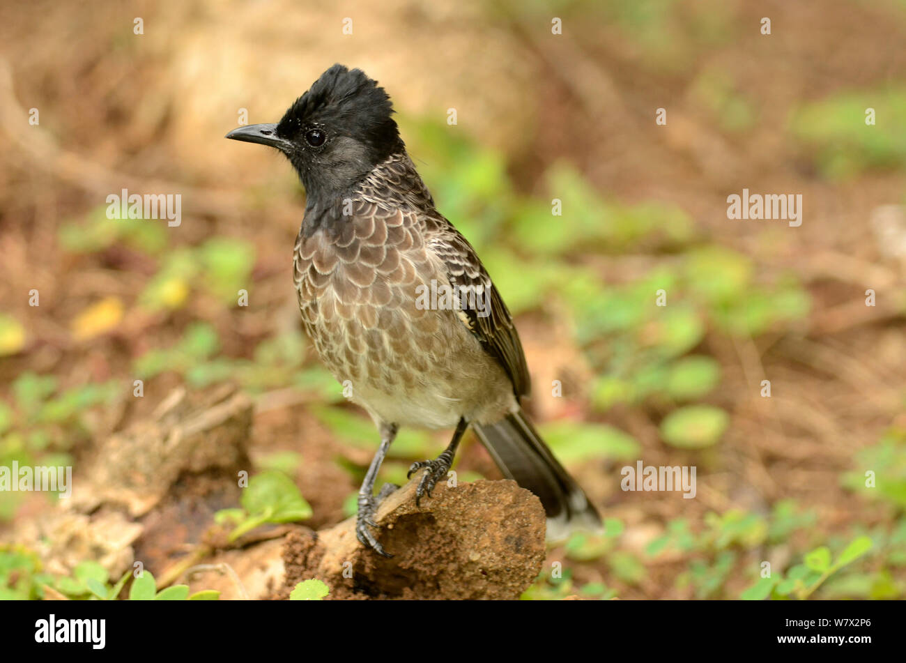 Rosso-sfiatato bulbul (Pycnonotus cafer), Sri Lanka. Foto Stock