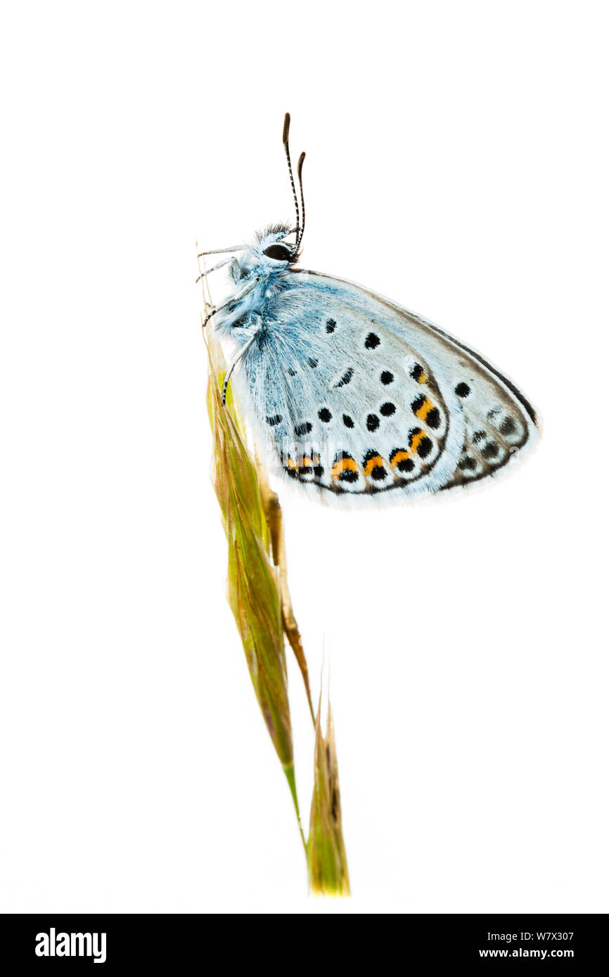 Argento-blu chiodati butterfly (Plebejus argus) maschio su erba, Hautes-Alpes, Queyras parco naturale, Francia, Luglio. meetyourneighbors.net progetto. Foto Stock