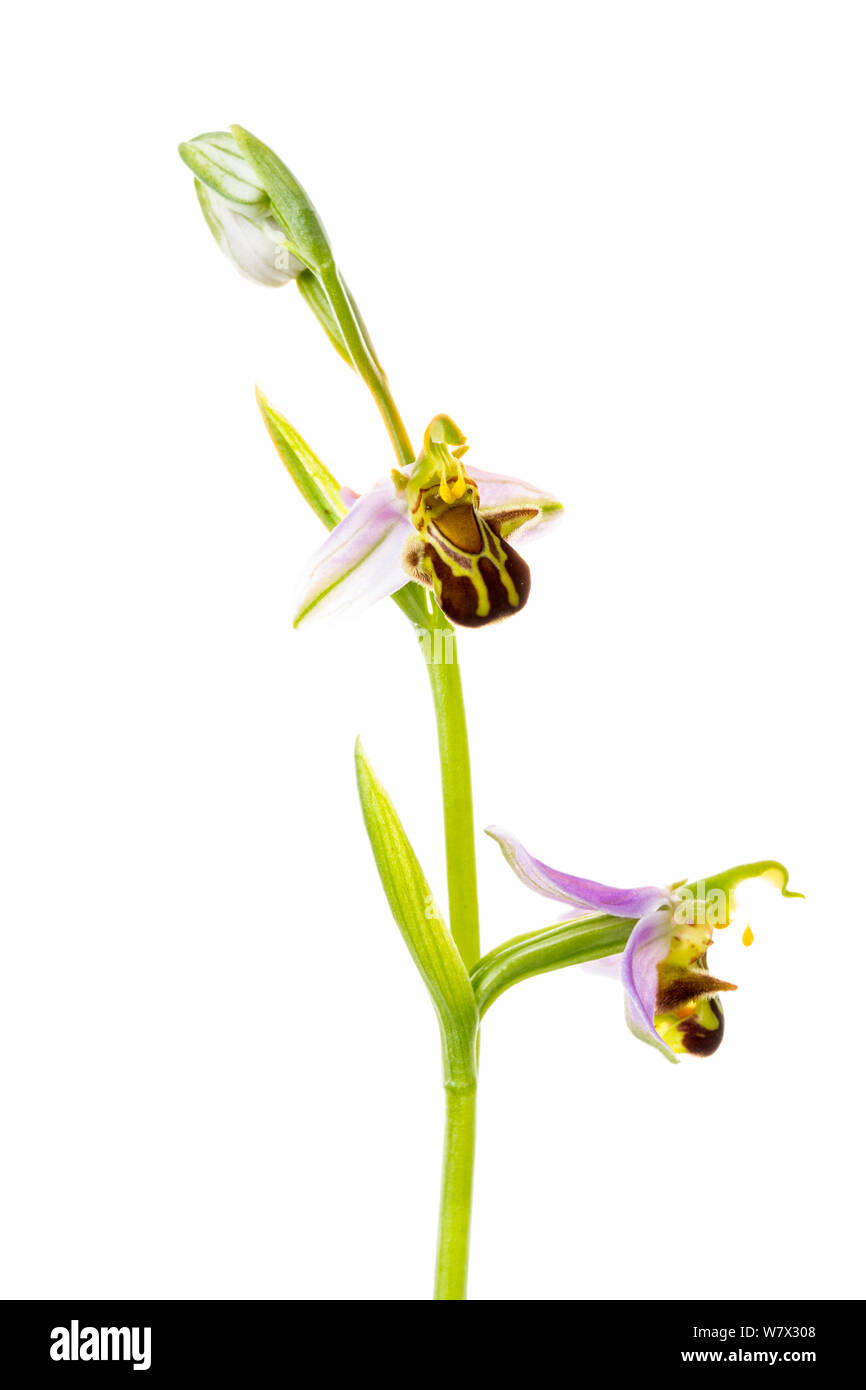 Bee orchid (Ophrys apifera) in fiore, Maine-et-Loire, Francia, giugno. meetyourneighbors.net progetto. Foto Stock