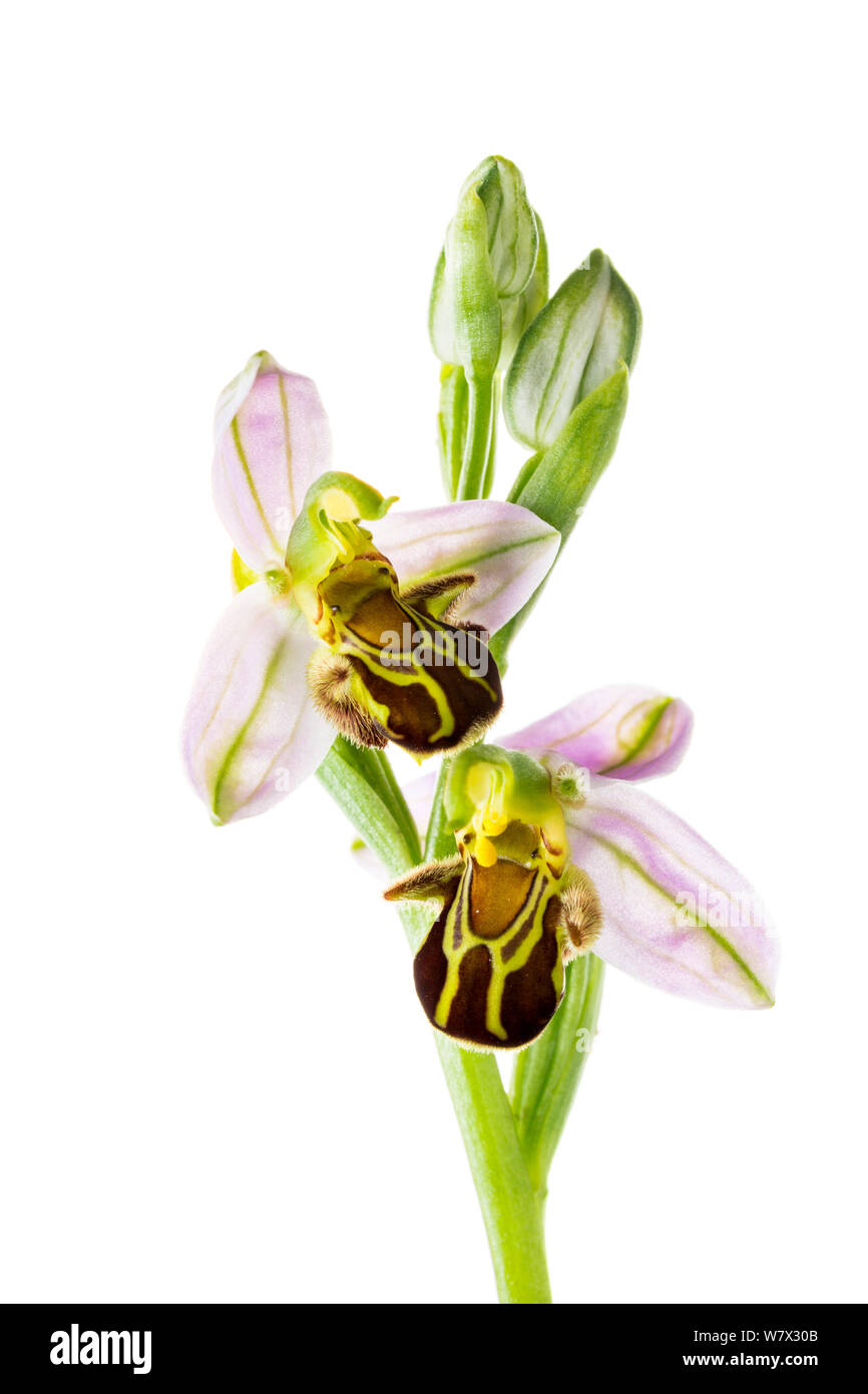 Bee orchid (Ophrys apifera) in fiore, Maine-et-Loire, Francia, giugno. meetyourneighbors.net progetto. Foto Stock