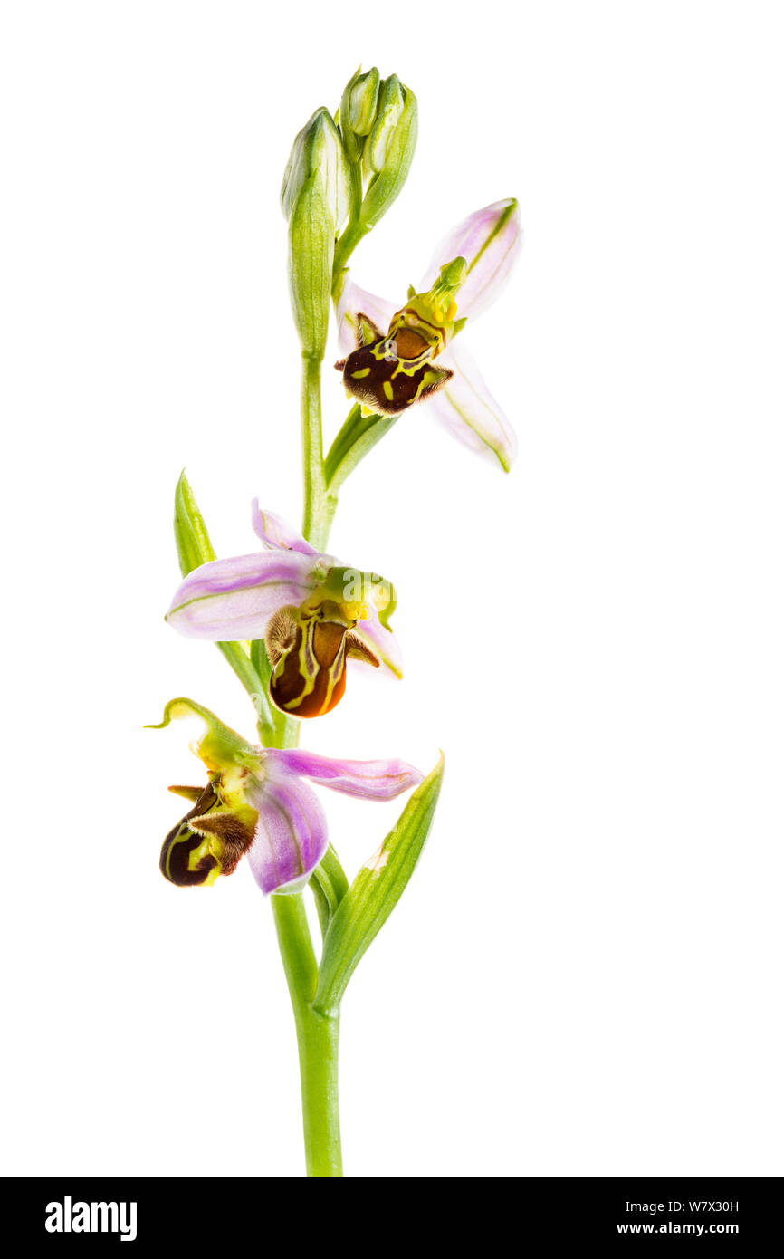 Bee orchid (Ophrys apifera) in fiore, Maine-et-Loire, Francia, giugno. meetyourneighbors.net progetto. Foto Stock