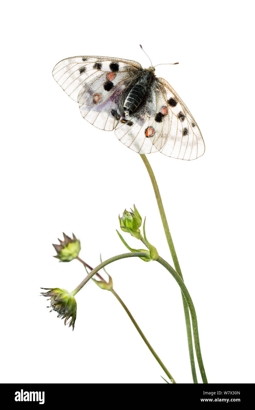 Apollo butterfly (Parnassius apollo) su scabious, Hautes-Alpes, Queyras parco naturale, Francia, Luglio. meetyourneighbors.net progetto. Foto Stock