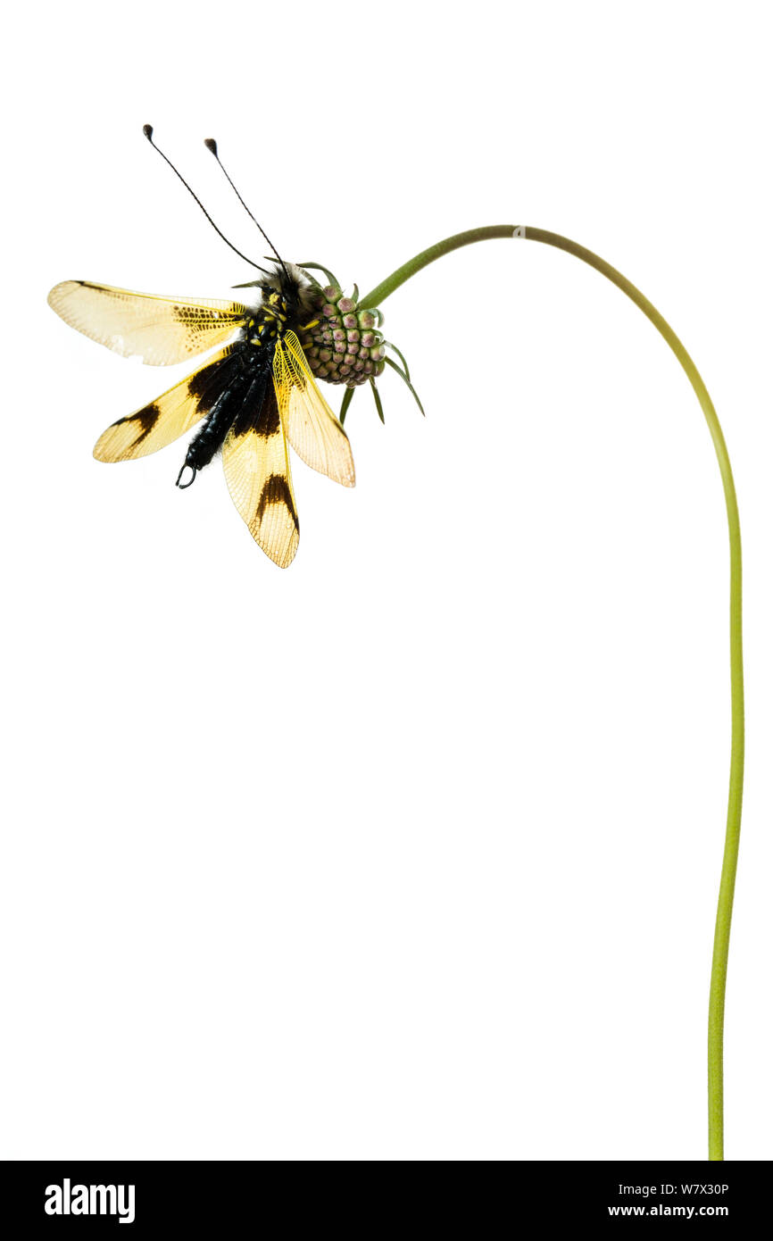 (Owlfly Libelloides longicornis) su scabious, Hautes-Alpes, Queyras parco naturale, Francia, Luglio. meetyourneighbors.net progetto. Foto Stock