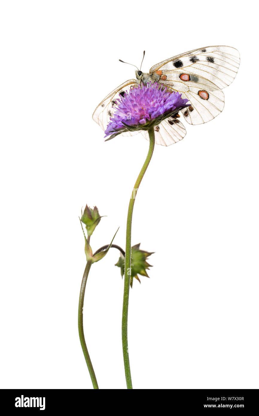 Apollo butterfly (Parnassius apollo) su scabious fiore, Hautes-Alpes, Queyras parco naturale, Francia, Luglio. meetyourneighbors.net progetto. Foto Stock