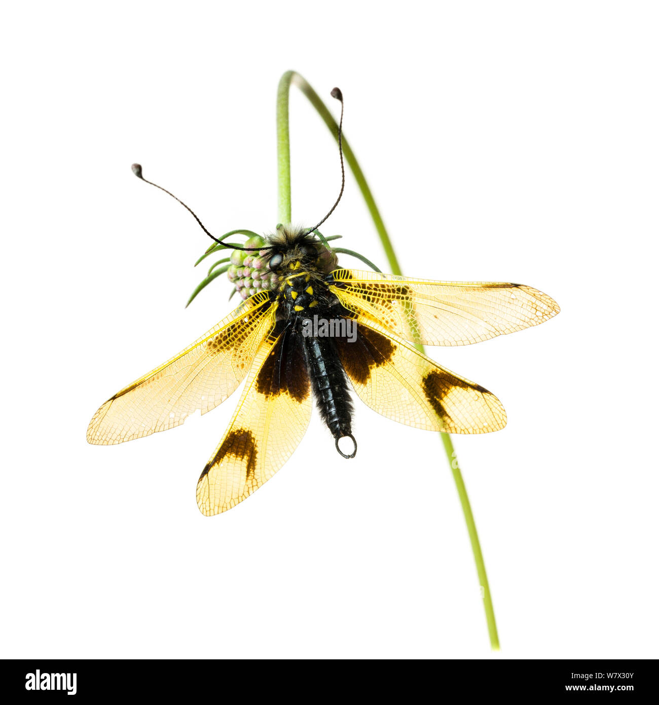 (Owlfly Libelloides longicornis) su scabious, Hautes-Alpes, Queyras parco naturale, Francia, Luglio. meetyourneighbors.net progetto. Foto Stock