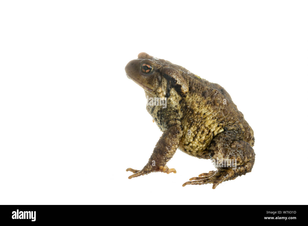 Politica europea comune in materia di toad (Bufo bufo), Maine-et-Loire, Francia, giugno. meetyourneighbors.net progetto. Foto Stock