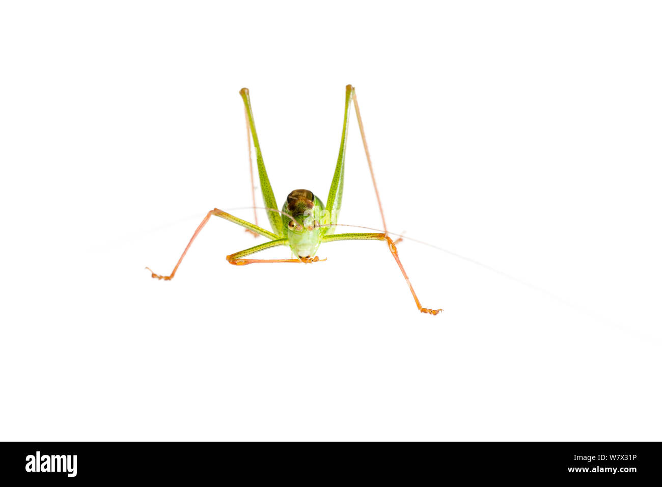 Chiazzato bush-cricket (Leptophyes punctatissima) maschio, Maine-et-Loire, Francia, Agosto. meetyourneighbors.net progetto. Foto Stock