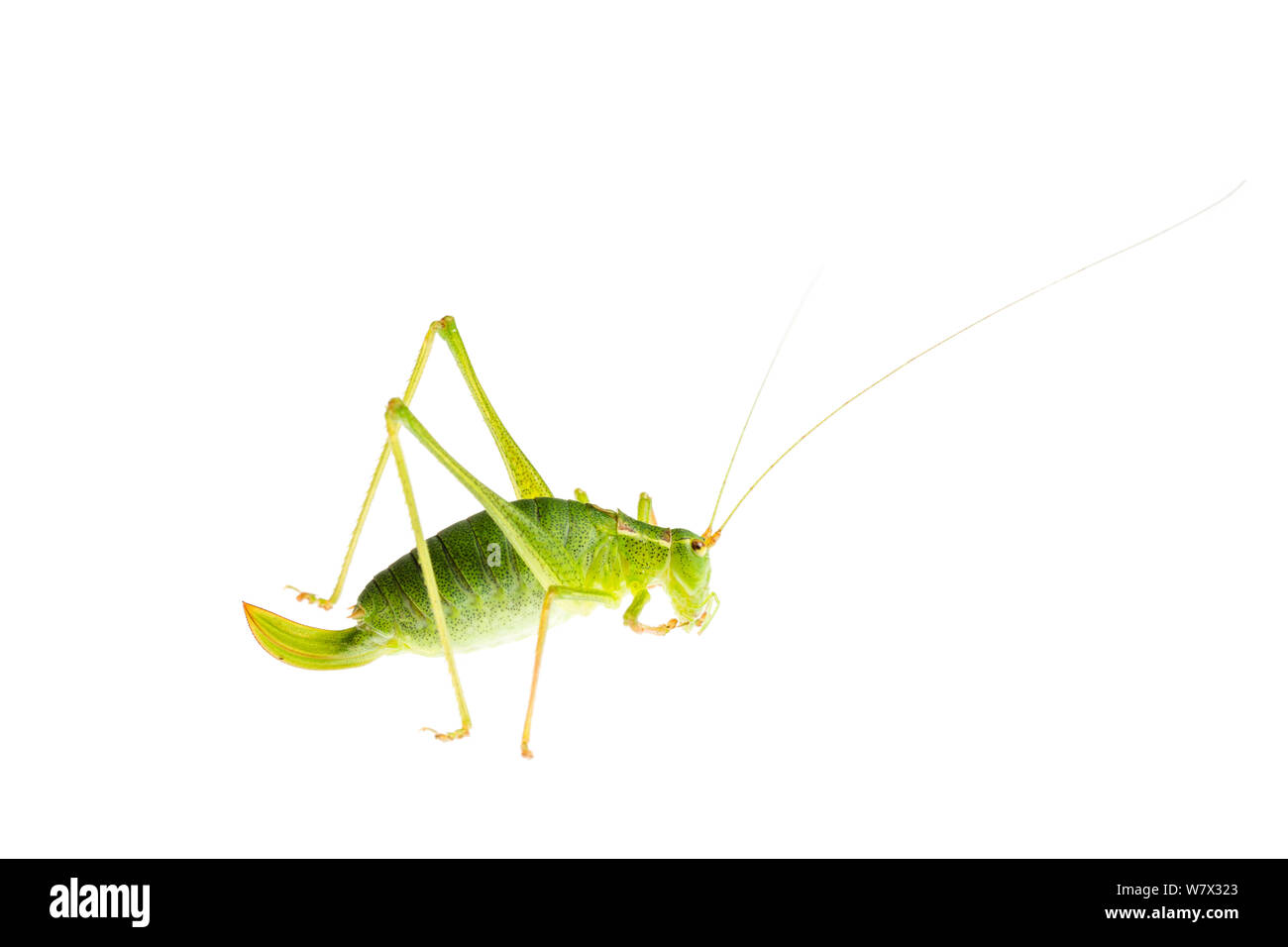 Chiazzato bush-cricket (Leptophyes punctatissima) femmina, Maine-et-Loire, Francia, Agosto. meetyourneighbors.net progetto. Foto Stock