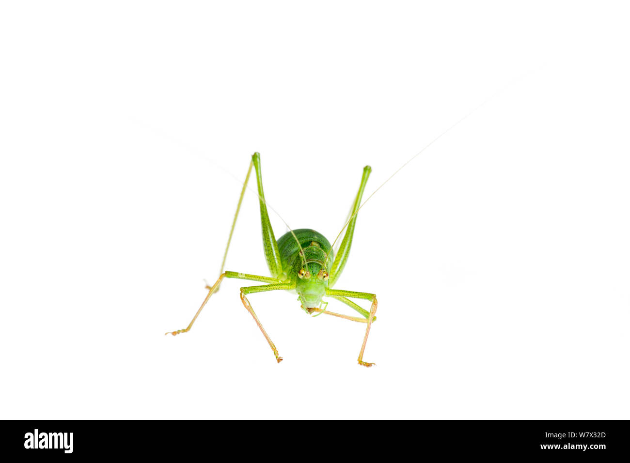 Chiazzato bush-cricket (Leptophyes punctatissima) femmina, Maine-et-Loire, Francia, Agosto. meetyourneighbors.net progetto. Foto Stock