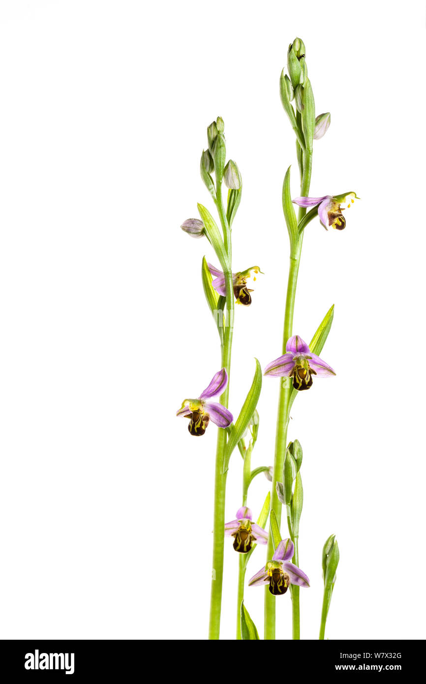Bee orchid (Ophrys apifera) in fiore, Maine-et-Loire, Francia, giugno. meetyourneighbors.net progetto. Foto Stock
