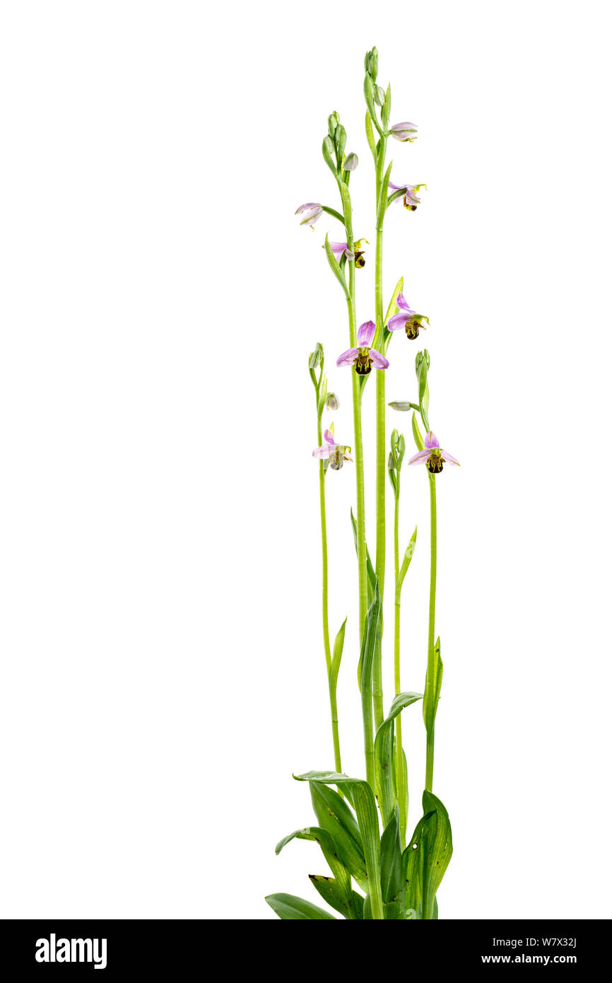 Bee orchid (Ophrys apifera) in fiore, Maine-et-Loire, Francia, giugno. meetyourneighbors.net progetto. Foto Stock