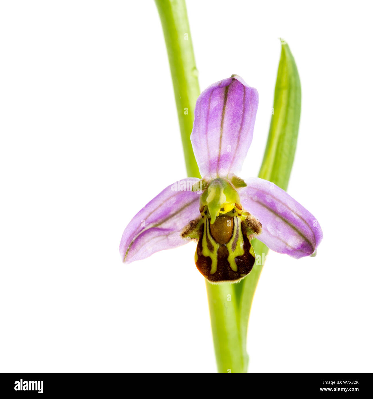 Bee orchid (Ophrys apifera) fiore, Maine-et-Loire, Francia, giugno. meetyourneighbors.net progetto. Foto Stock