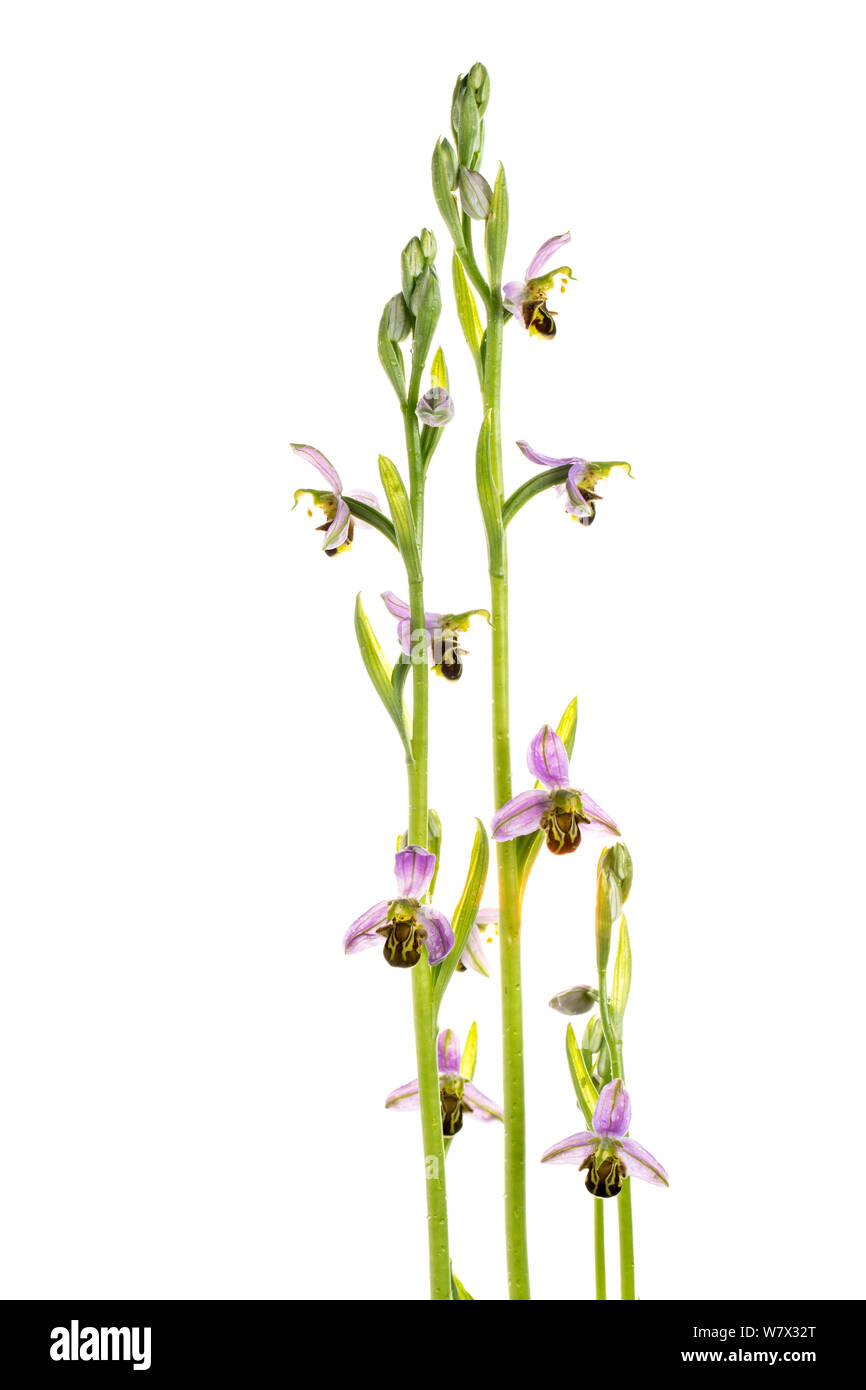 Bee orchid (Ophrys apifera) in fiore, Maine-et-Loire, Francia, giugno. meetyourneighbors.net progetto. Foto Stock