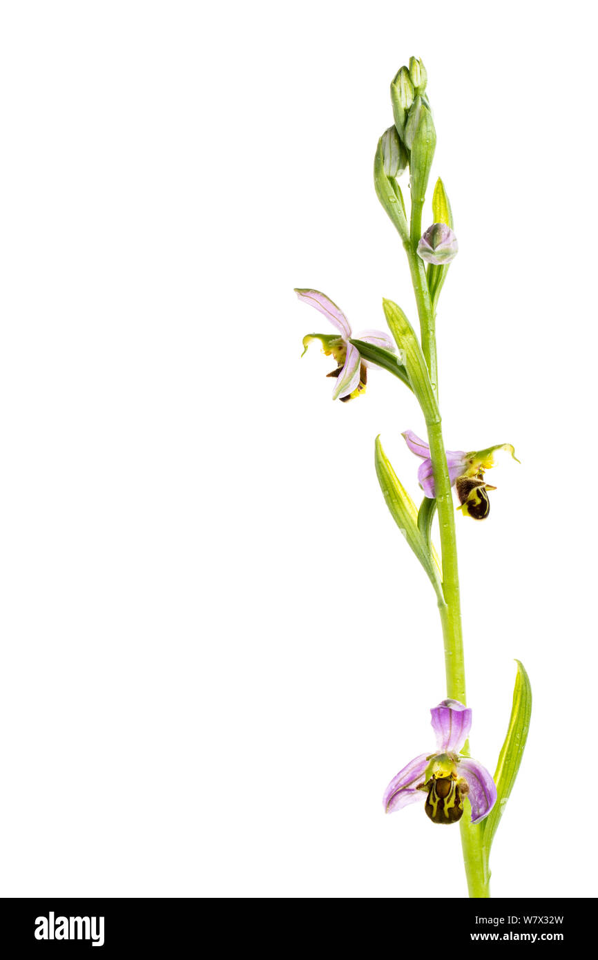 Bee orchid (Ophrys apifera) in fiore, Maine-et-Loire, Francia, giugno. meetyourneighbors.net progetto. Foto Stock