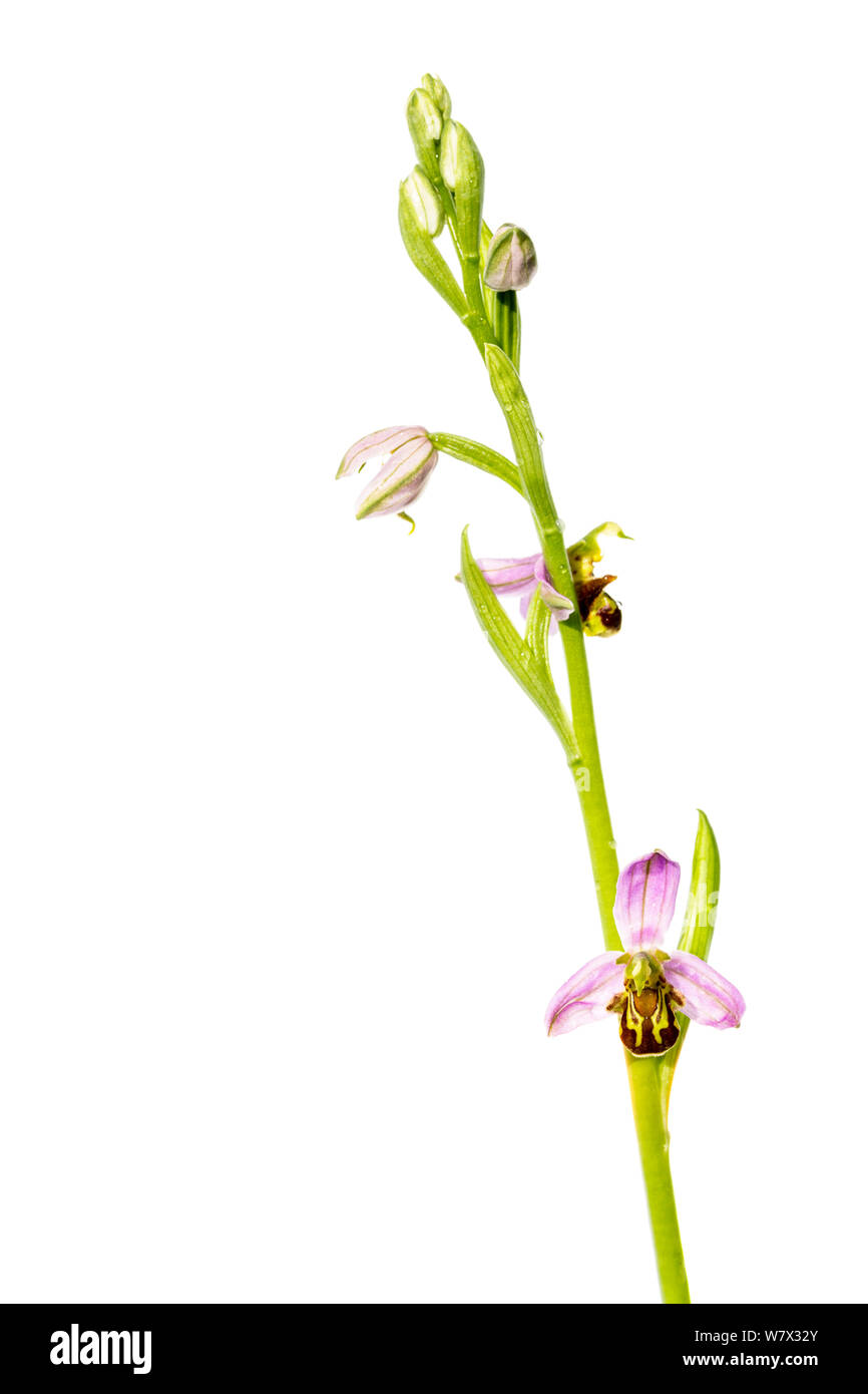 Bee orchid (Ophrys apifera) in fiore, Maine-et-Loire, Francia, giugno. meetyourneighbors.net progetto. Foto Stock