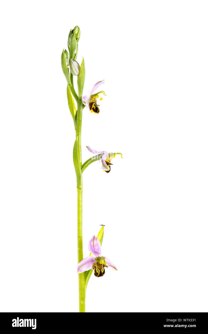 Bee orchid (Ophrys apifera) in fiore, Maine-et-Loire, Francia, giugno. meetyourneighbors.net progetto. Foto Stock