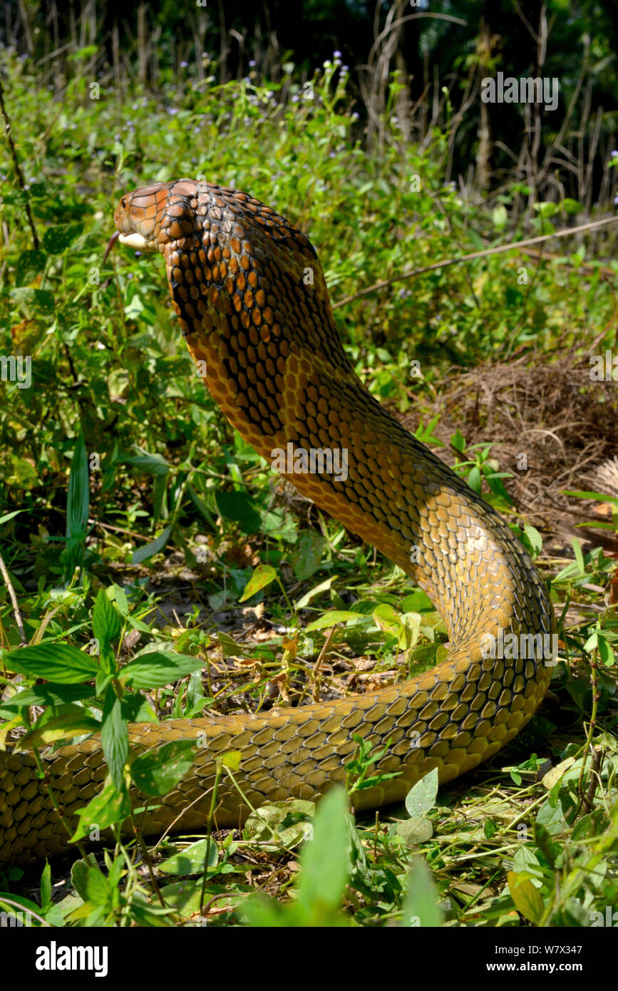 Cobra reale (Ophiophagus hannah) in sciopero pongono, Malaysia Foto Stock