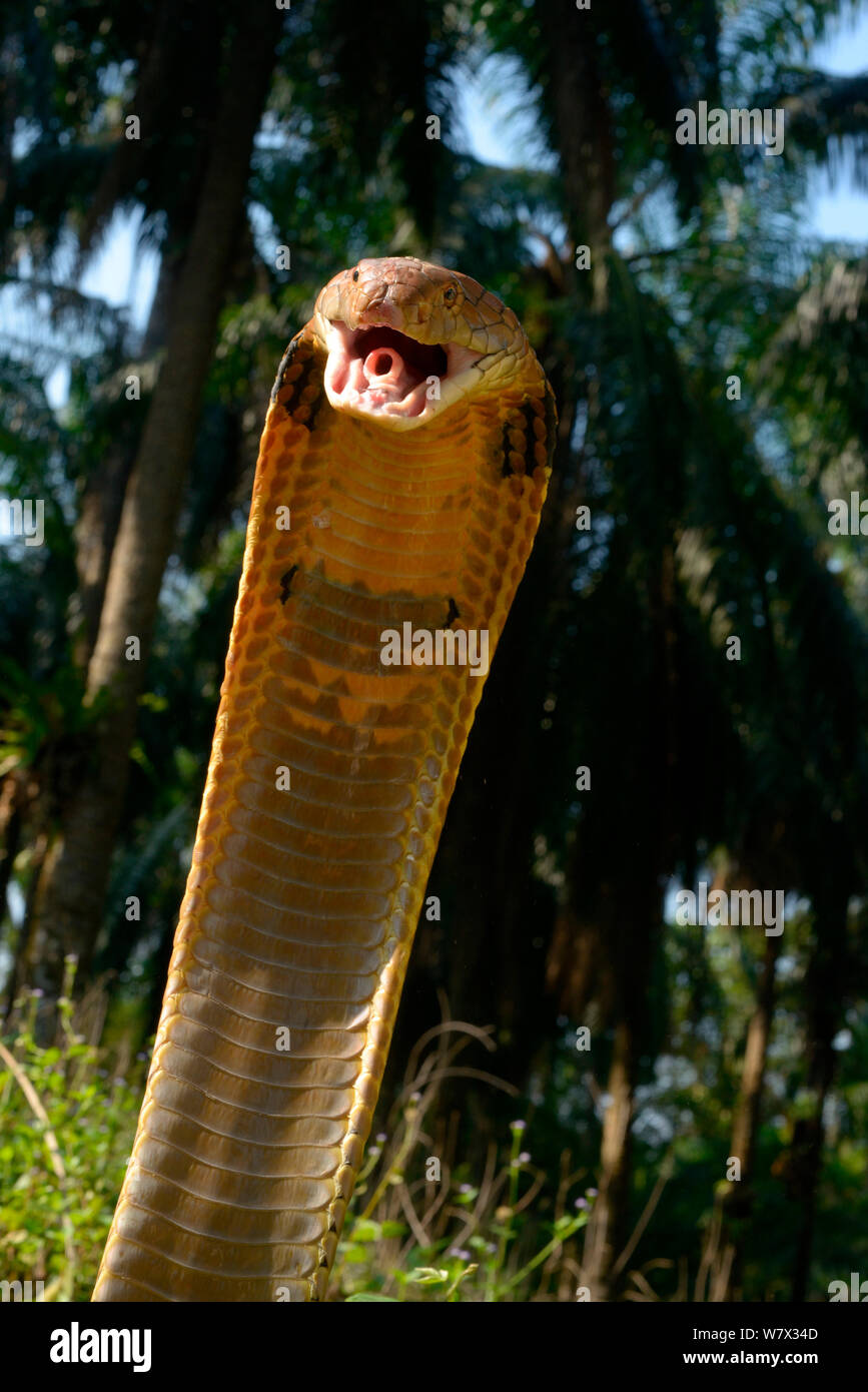 Cobra reale (Ophiophagus hannah) in sciopero posano con la bocca aperta e la glottide (foro come struttura in bocca) chiaramente visibile. Malaysia Foto Stock