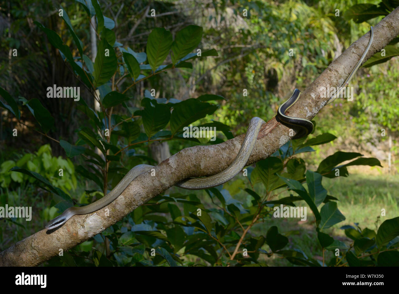 Caverna-abitazione biacco (Orthriophis taeniurus ridleyi) Malaysia Foto Stock