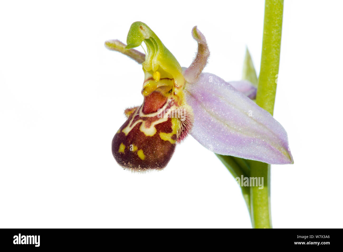 Bee Orchid (Ophyris apifera) Parco Nazionale di Peak District, Derbyshire, Regno Unito. Giugno. Foto Stock